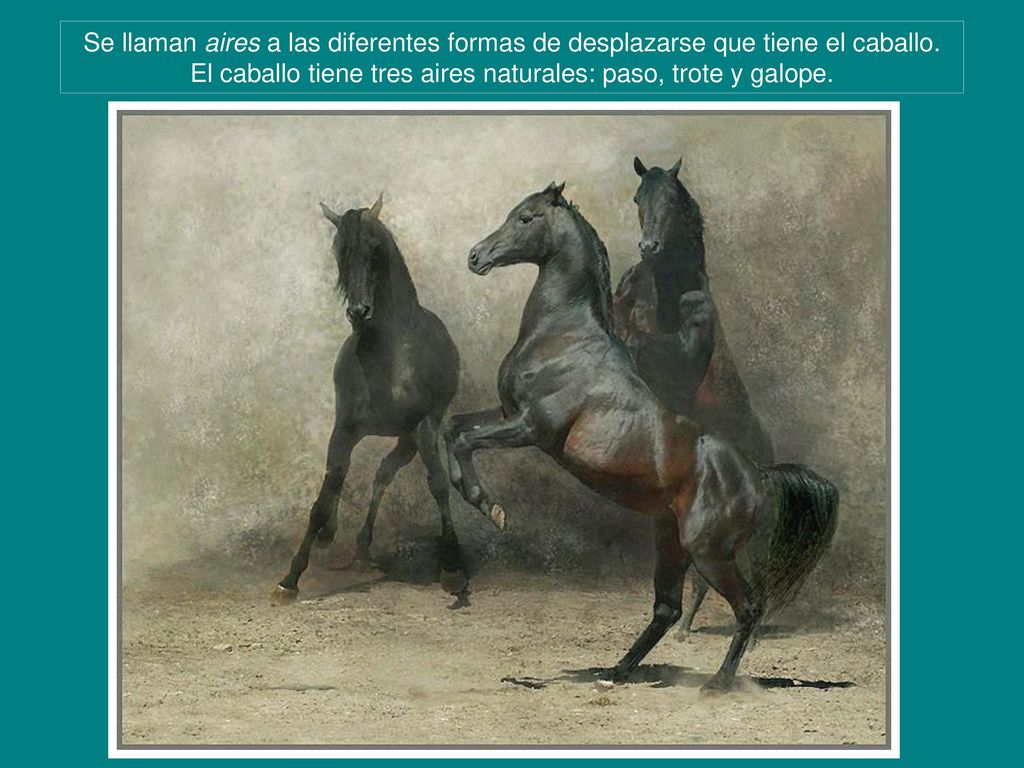Se llaman aires a las diferentes formas de desplazarse que tiene el caballo.