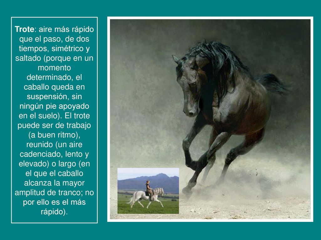 Trote: aire más rápido que el paso, de dos tiempos, simétrico y saltado (porque en un momento determinado, el caballo queda en suspensión, sin ningún pie apoyado en el suelo).