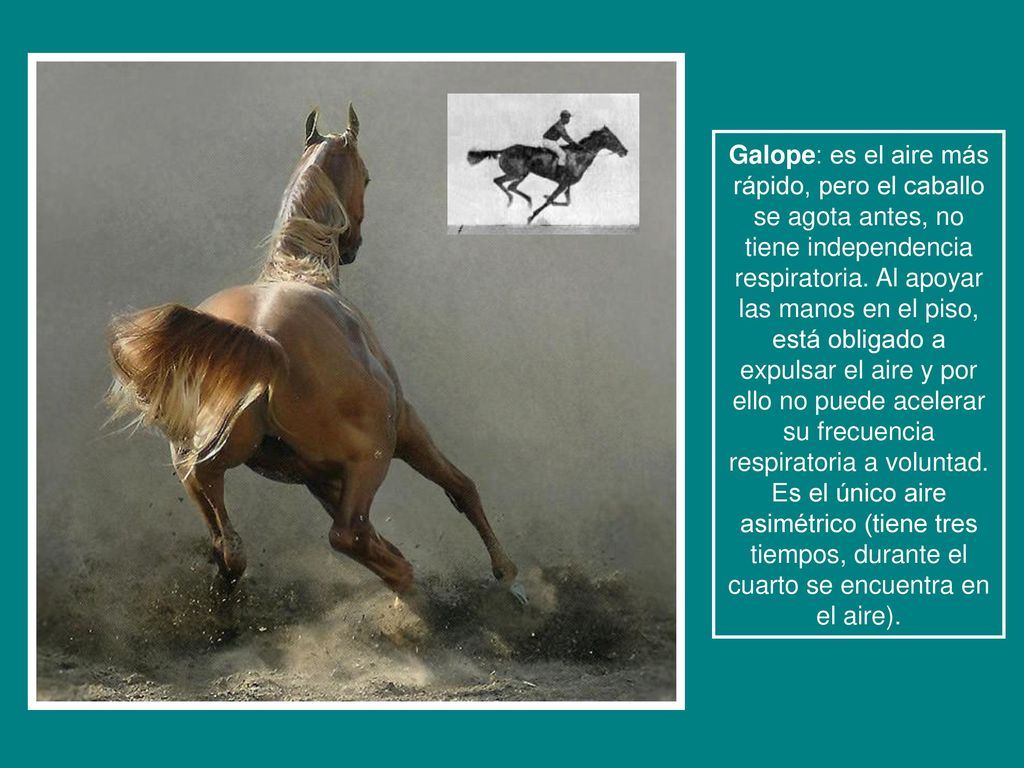Galope: es el aire más rápido, pero el caballo se agota antes, no tiene independencia respiratoria.