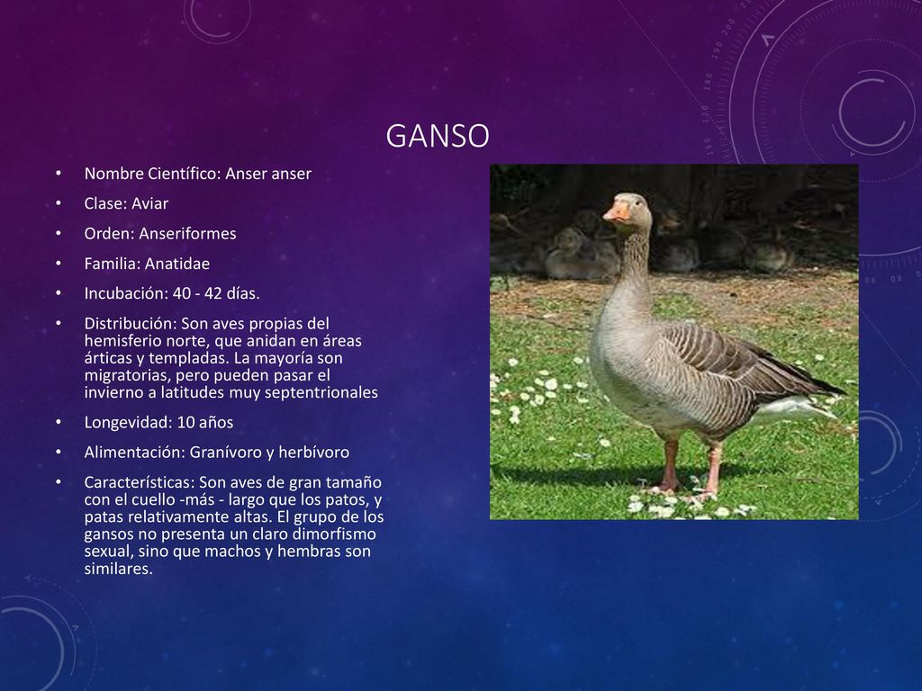 Ganso Nombre Científico: Anser anser Clase: Aviar Orden: Anseriformes
