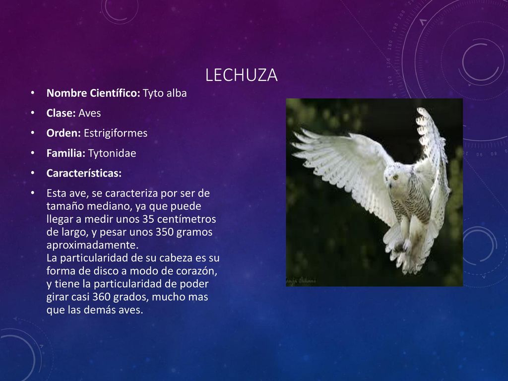 Lechuza Nombre Científico: Tyto alba Clase: Aves Orden: Estrigiformes