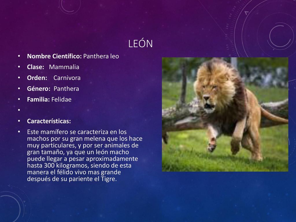 León Nombre Científico: Panthera leo Clase: Mammalia Orden: Carnivora