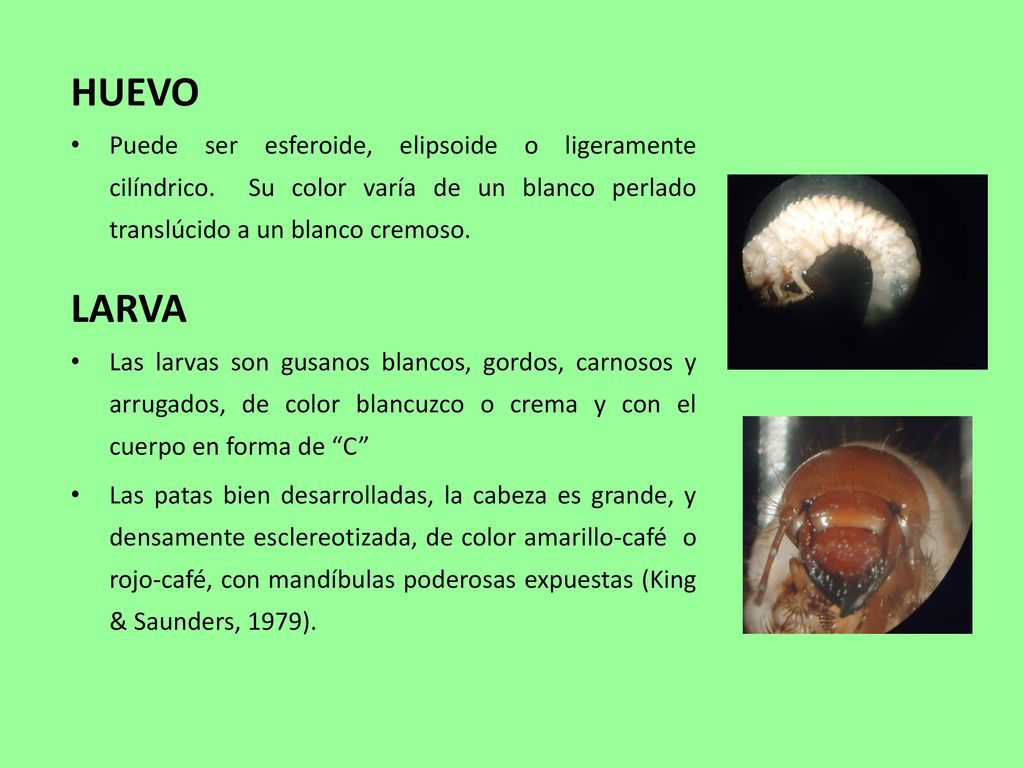 HUEVO Puede ser esferoide, elipsoide o ligeramente cilíndrico. Su color varía de un blanco perlado translúcido a un blanco cremoso.