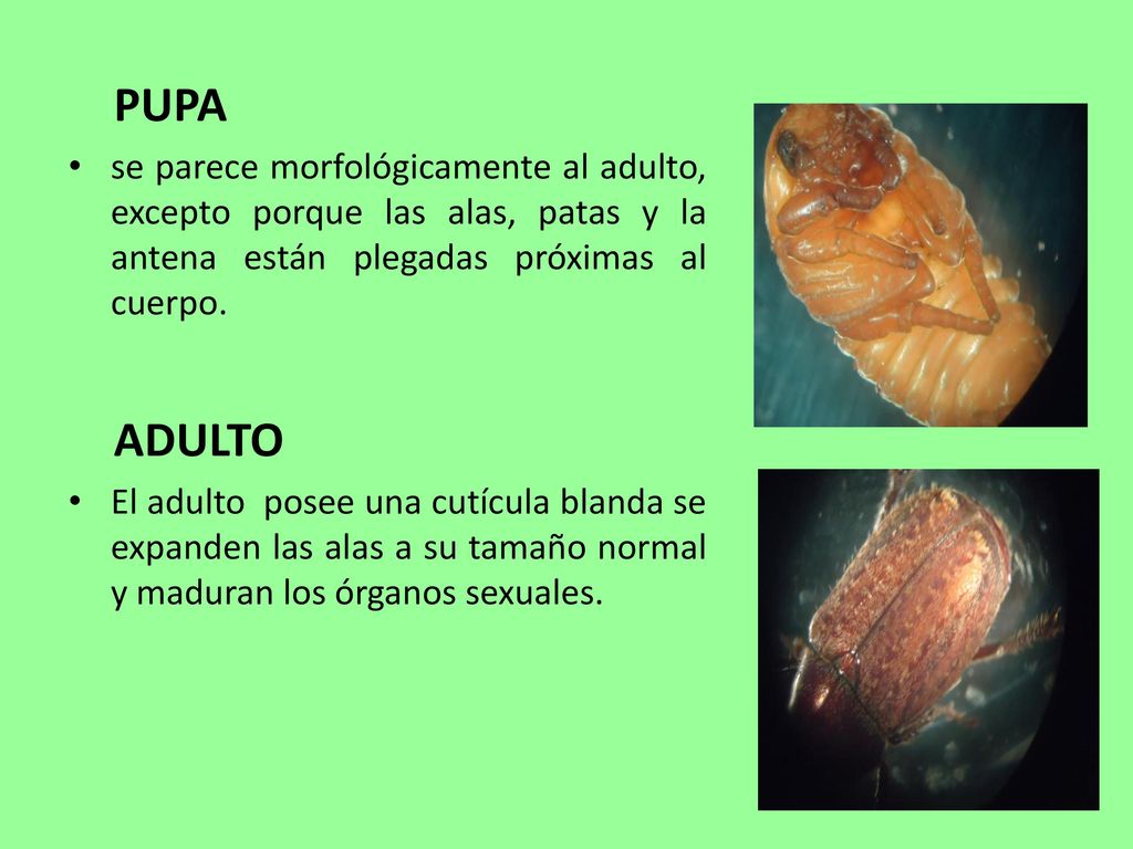 PUPA se parece morfológicamente al adulto, excepto porque las alas, patas y la antena están plegadas próximas al cuerpo.