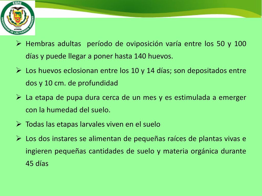 Hembras adultas período de oviposición varía entre los 50 y 100 días y puede llegar a poner hasta 140 huevos.
