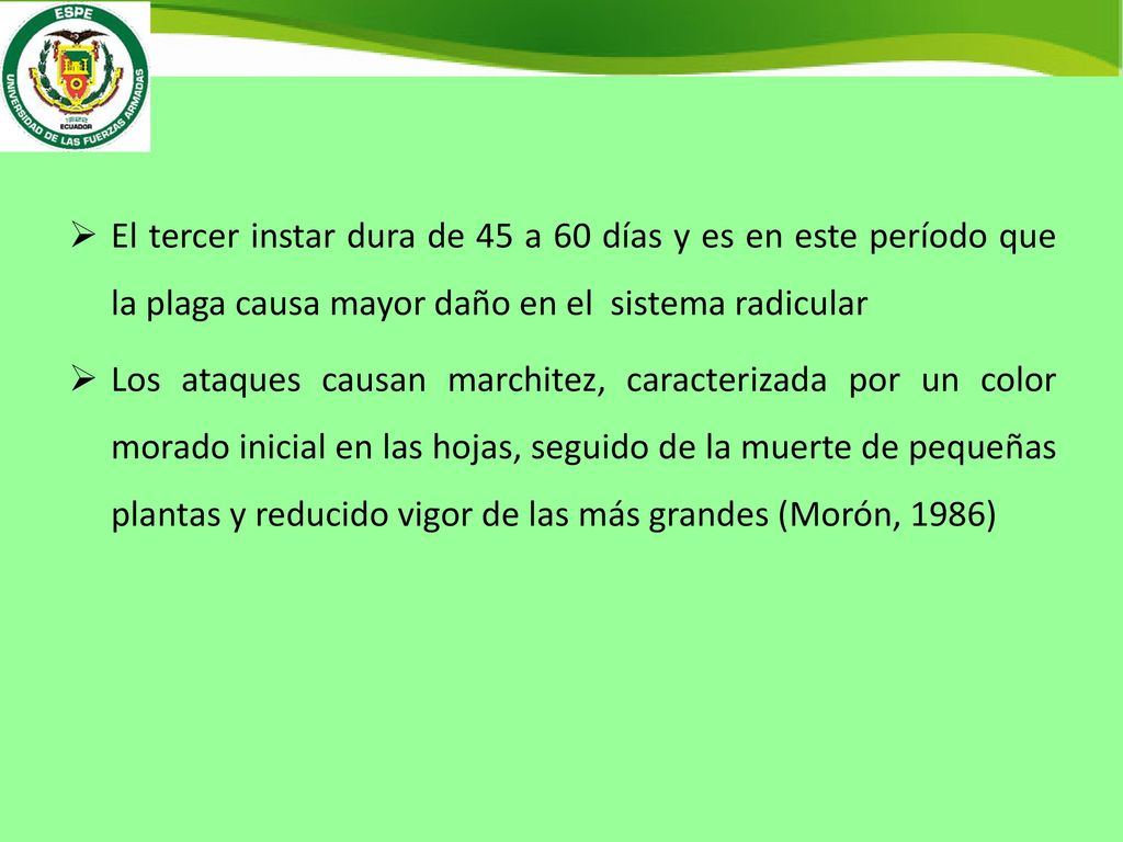 El tercer instar dura de 45 a 60 días y es en este período que la plaga causa mayor daño en el sistema radicular