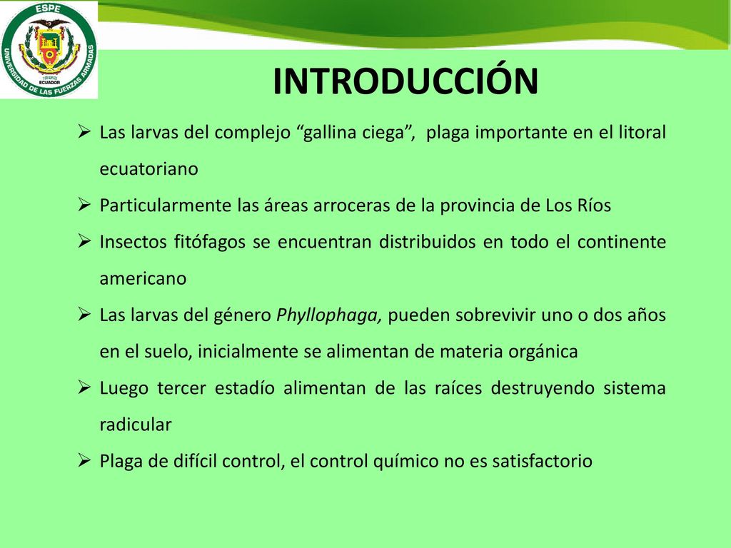 INTRODUCCIÓN Las larvas del complejo gallina ciega , plaga importante en el litoral ecuatoriano.