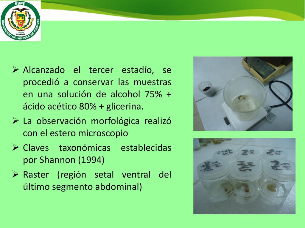 Alcanzado el tercer estadío, se procedió a conservar las muestras en una solución de alcohol 75% + ácido acético 80% + glicerina.