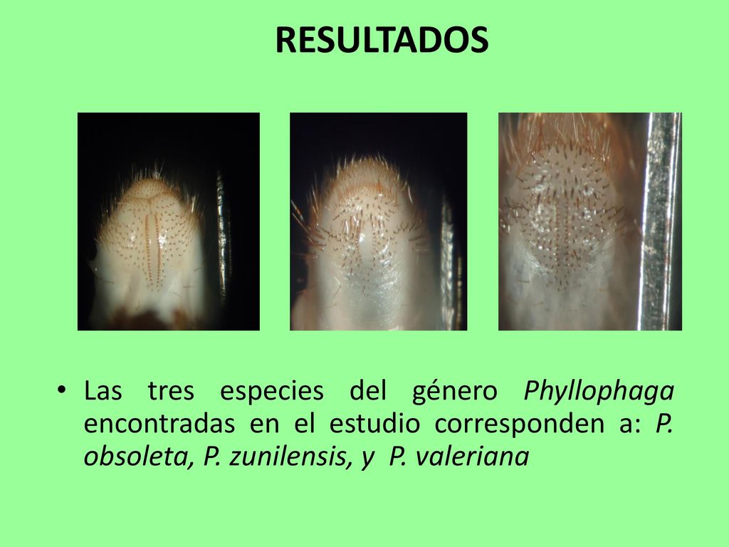 RESULTADOS Las tres especies del género Phyllophaga encontradas en el estudio corresponden a: P.