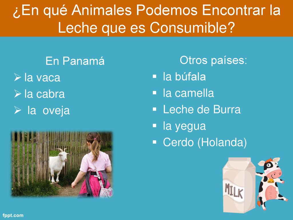 ¿En qué Animales Podemos Encontrar la Leche que es Consumible