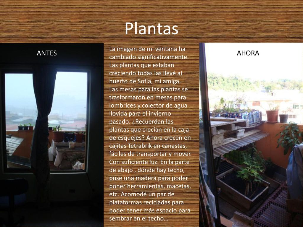 Plantas La imagen de mi ventana ha cambiado significativamente. Las plantas que estaban creciendo todas las llevé al huerto de Sofía, mi amiga.