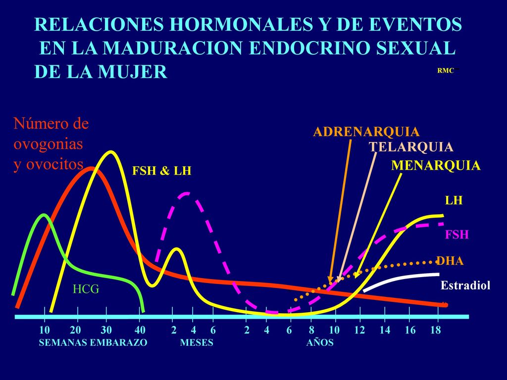 RELACIONES HORMONALES Y DE EVENTOS EN LA MADURACION ENDOCRINO SEXUAL