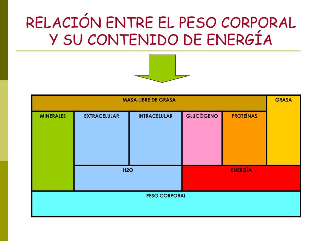 RELACIÓN ENTRE EL PESO CORPORAL Y SU CONTENIDO DE ENERGÍA