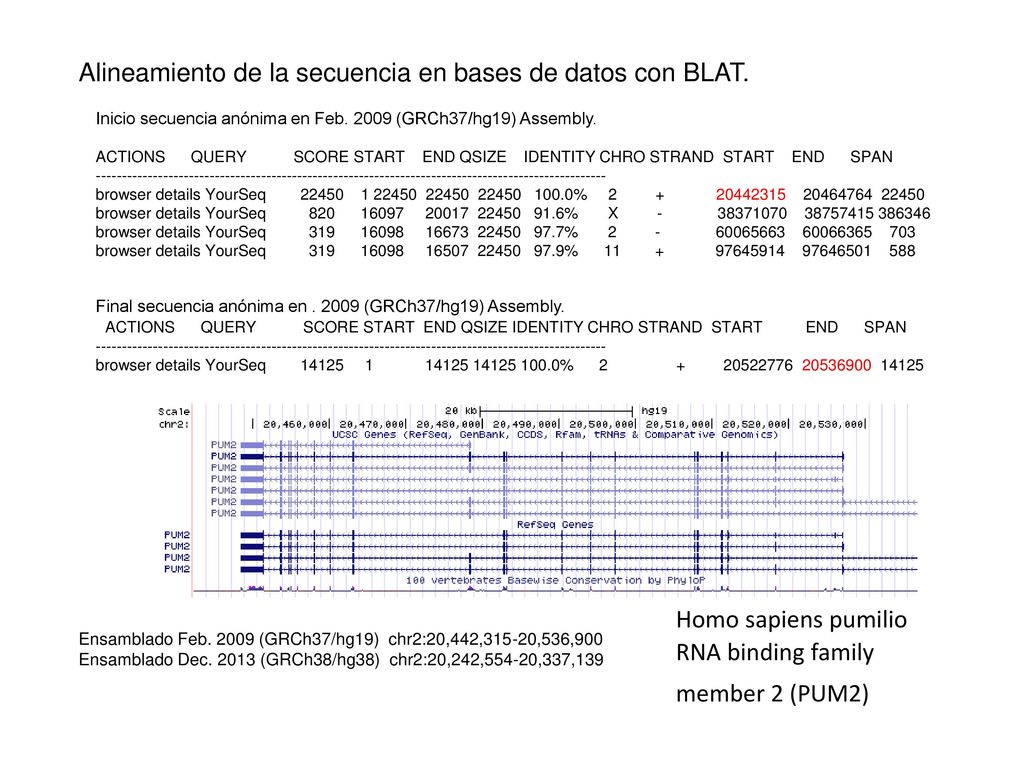Alineamiento de la secuencia en bases de datos con BLAT.