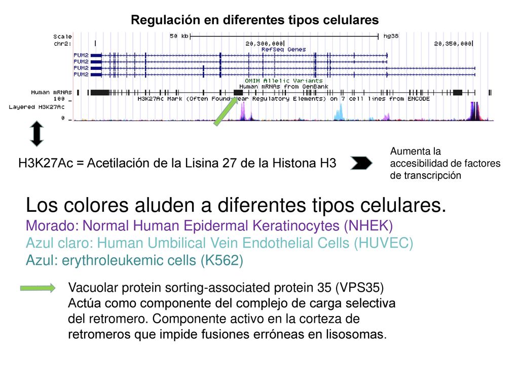 Los colores aluden a diferentes tipos celulares.