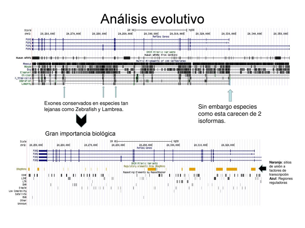 Análisis evolutivo Exones conservados en especies tan lejanas como Zebrafish y Lambrea. Sin embargo especies como esta carecen de 2 isoformas.
