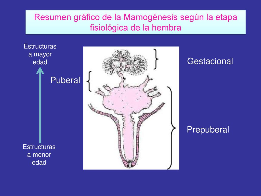 Resumen gráfico de la Mamogénesis según la etapa fisiológica de la hembra