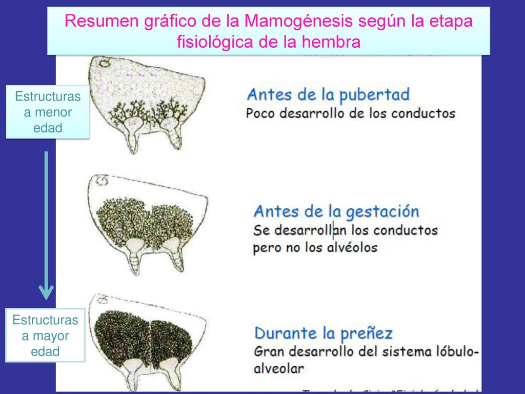 Resumen gráfico de la Mamogénesis según la etapa fisiológica de la hembra