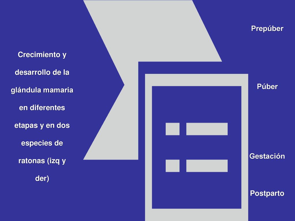 Prepúber Crecimiento y desarrollo de la glándula mamaria en diferentes etapas y en dos especies de ratonas (izq y der)