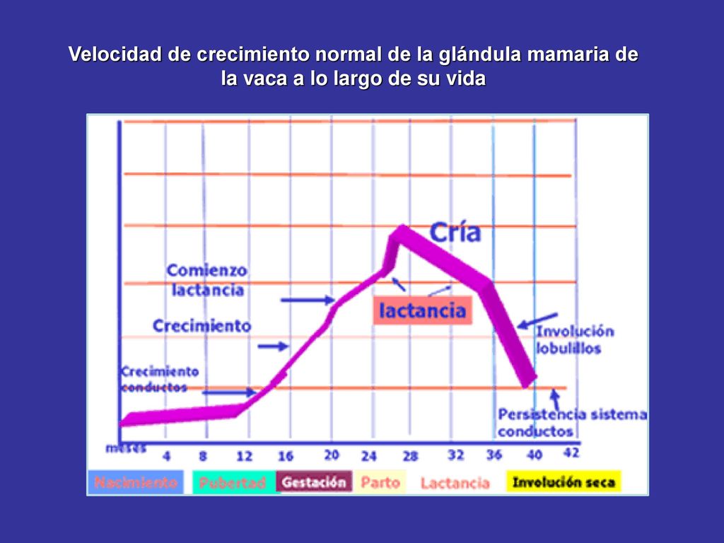 Velocidad de crecimiento normal de la glándula mamaria de la vaca a lo largo de su vida