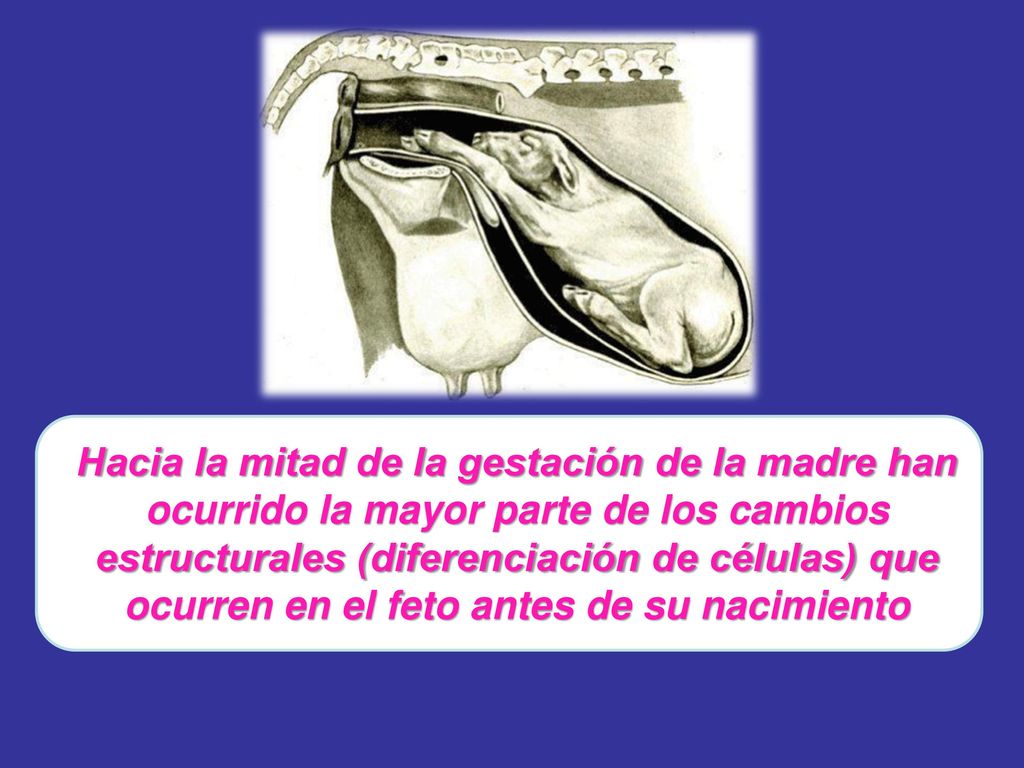 Hacia la mitad de la gestación de la madre han ocurrido la mayor parte de los cambios estructurales (diferenciación de células) que ocurren en el feto antes de su nacimiento