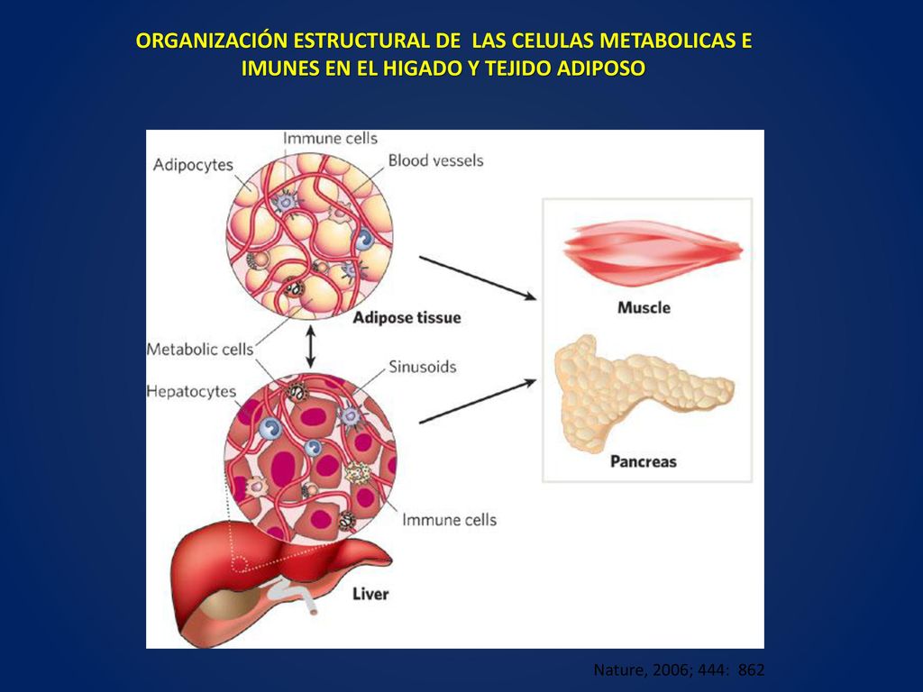 ORGANIZACIÓN ESTRUCTURAL DE LAS CELULAS METABOLICAS E IMUNES EN EL HIGADO Y TEJIDO ADIPOSO