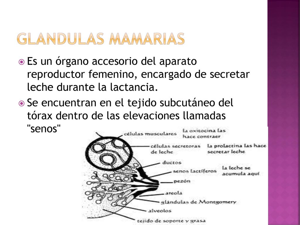 GLANDULAS MAMARIAS Es un órgano accesorio del aparato reproductor femenino, encargado de secretar leche durante la lactancia.