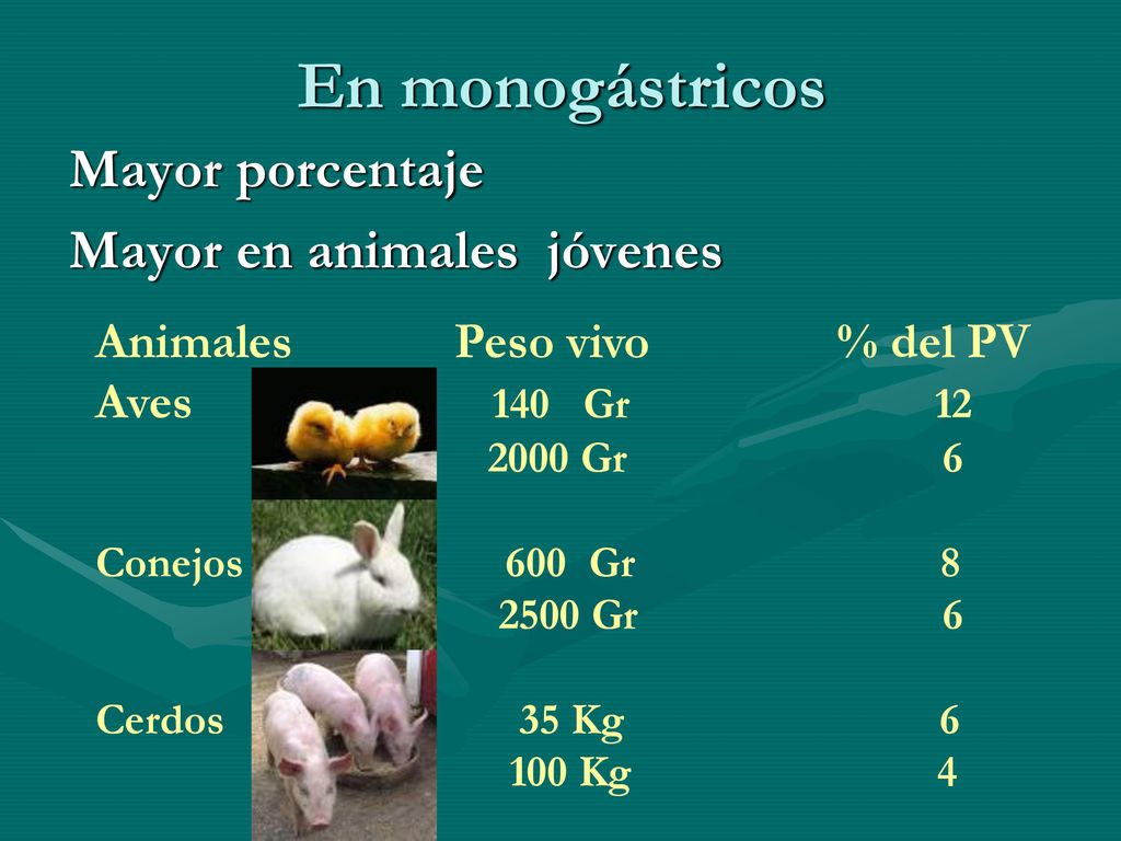 En monogástricos Mayor porcentaje Mayor en animales jóvenes