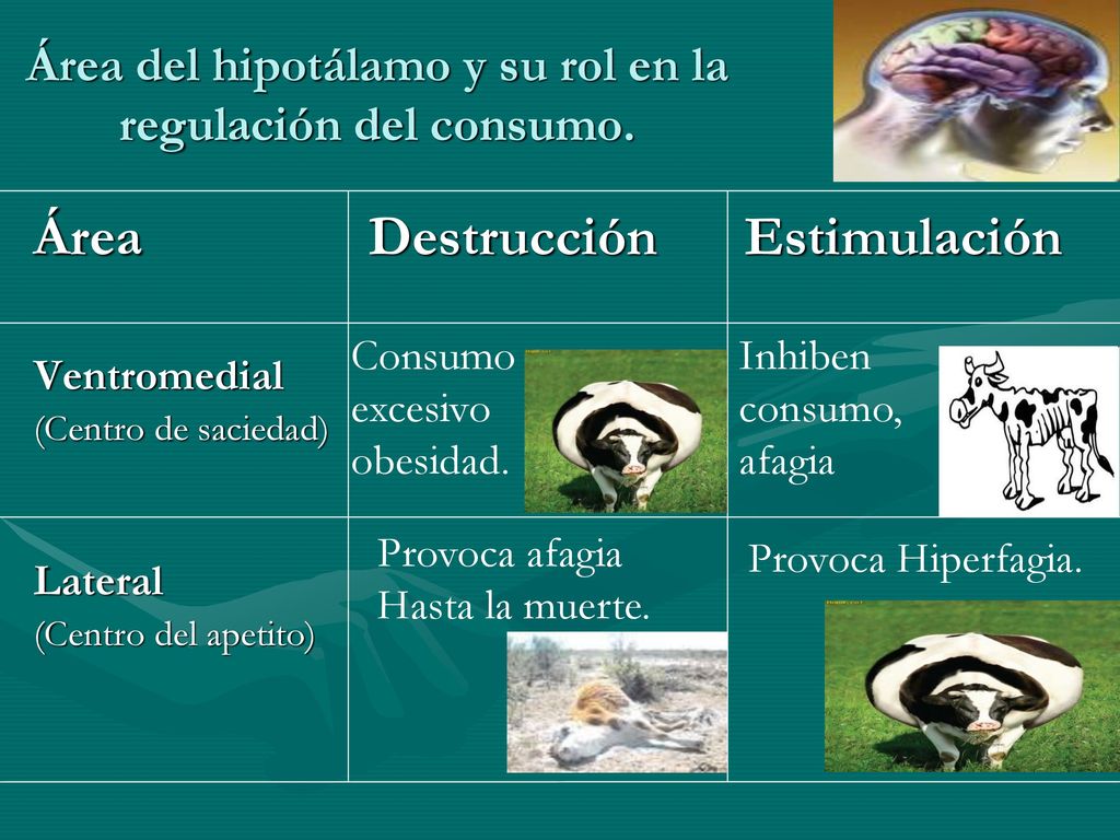 Área del hipotálamo y su rol en la regulación del consumo.
