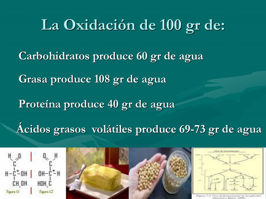 La Oxidación de 100 gr de: Carbohidratos produce 60 gr de agua