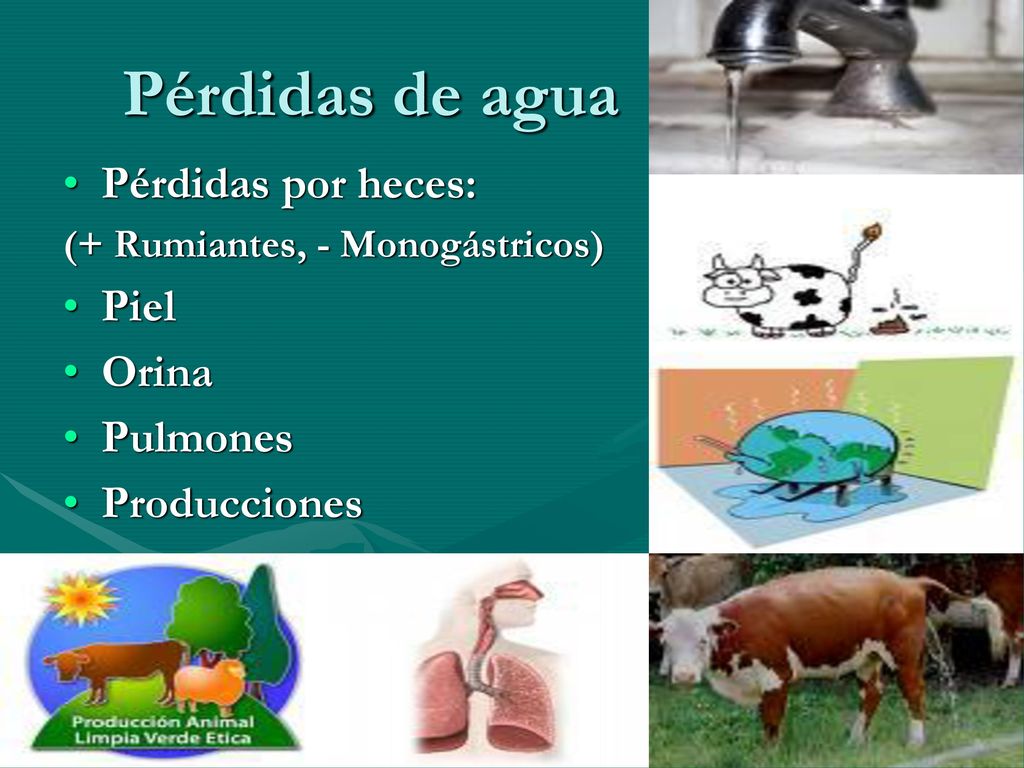 Pérdidas de agua Pérdidas por heces: Piel Orina Pulmones Producciones