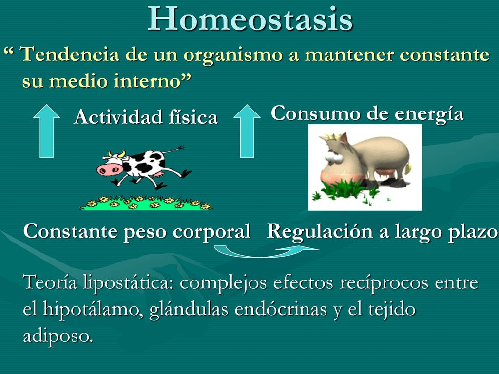 Homeostasis Tendencia de un organismo a mantener constante su medio interno Consumo de energía.