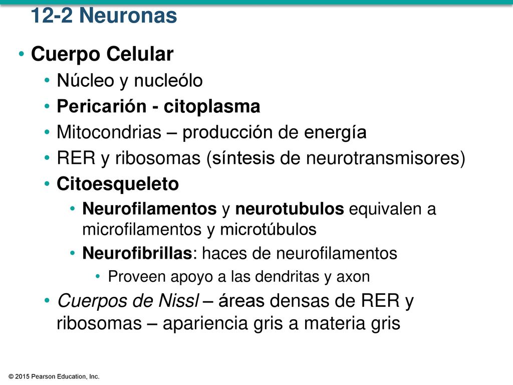 12-2 Neuronas Cuerpo Celular Núcleo y nucleólo Pericarión - citoplasma