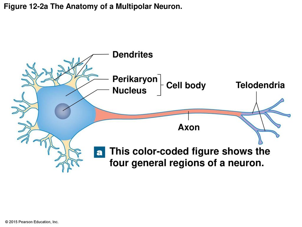 Figure 12-2a The Anatomy of a Multipolar Neuron.