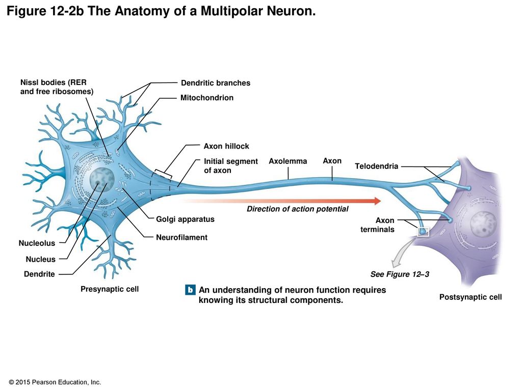 Figure 12-2b The Anatomy of a Multipolar Neuron.