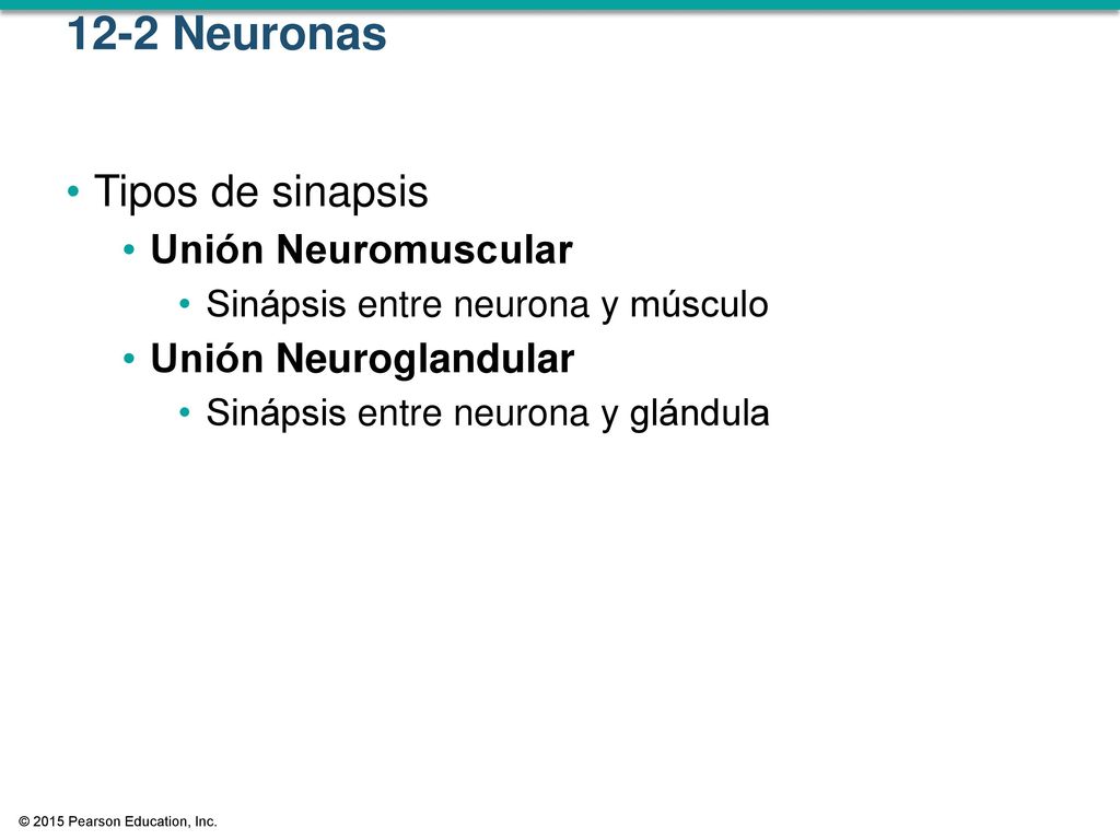 12-2 Neuronas Tipos de sinapsis Unión Neuromuscular