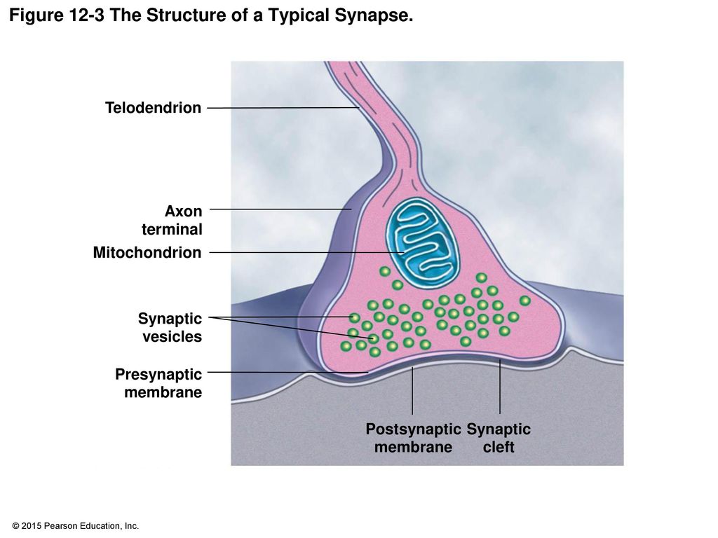 Figure 12-3 The Structure of a Typical Synapse.