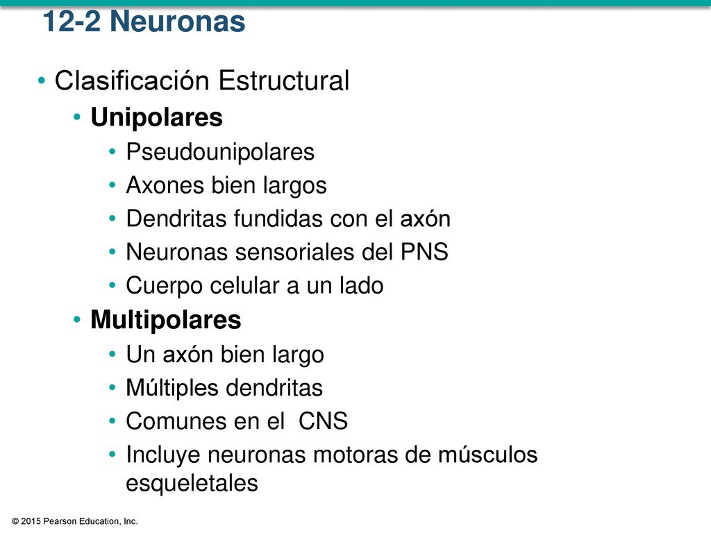 12-2 Neuronas Clasificación Estructural Unipolares Multipolares