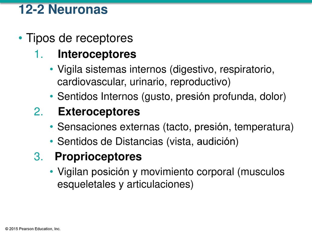 12-2 Neuronas Tipos de receptores Interoceptores Exteroceptores