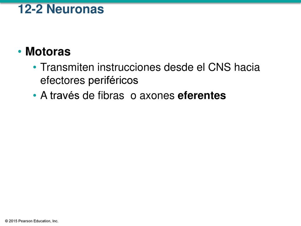 12-2 Neuronas Motoras. Transmiten instrucciones desde el CNS hacia efectores periféricos. A través de fibras o axones eferentes.