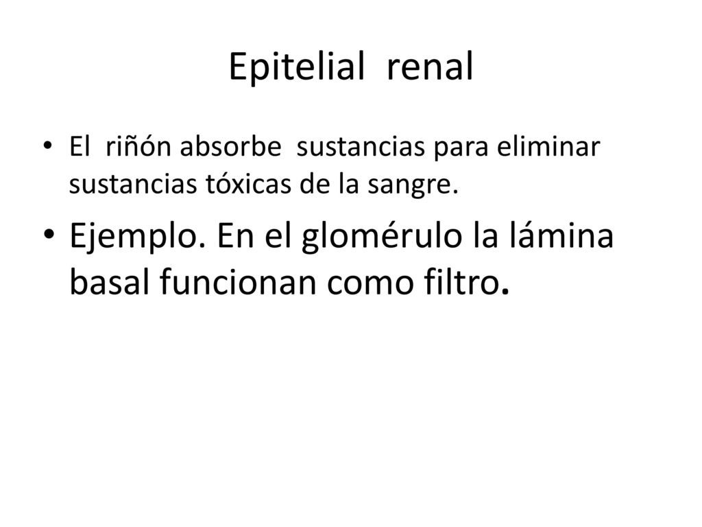 Epitelial renal El riñón absorbe sustancias para eliminar sustancias tóxicas de la sangre.