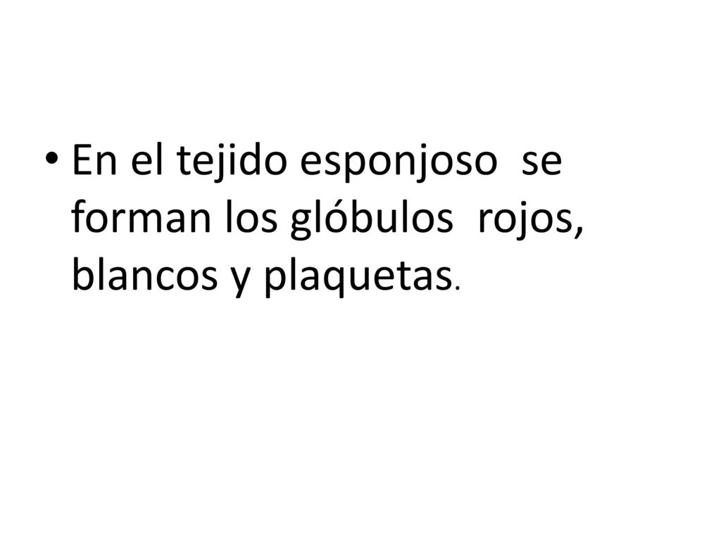 En el tejido esponjoso se forman los glóbulos rojos, blancos y plaquetas.