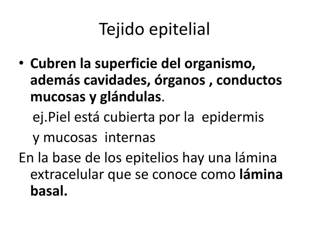 Tejido epitelial Cubren la superficie del organismo, además cavidades, órganos , conductos mucosas y glándulas.