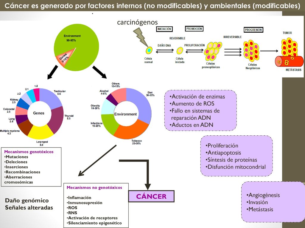 Cáncer es generado por factores internos (no modificables) y ambientales (modificables)
