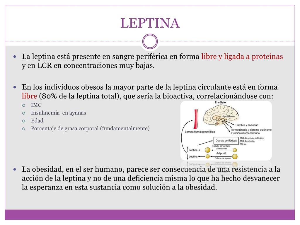 LEPTINA La leptina está presente en sangre periférica en forma libre y ligada a proteínas y en LCR en concentraciones muy bajas.