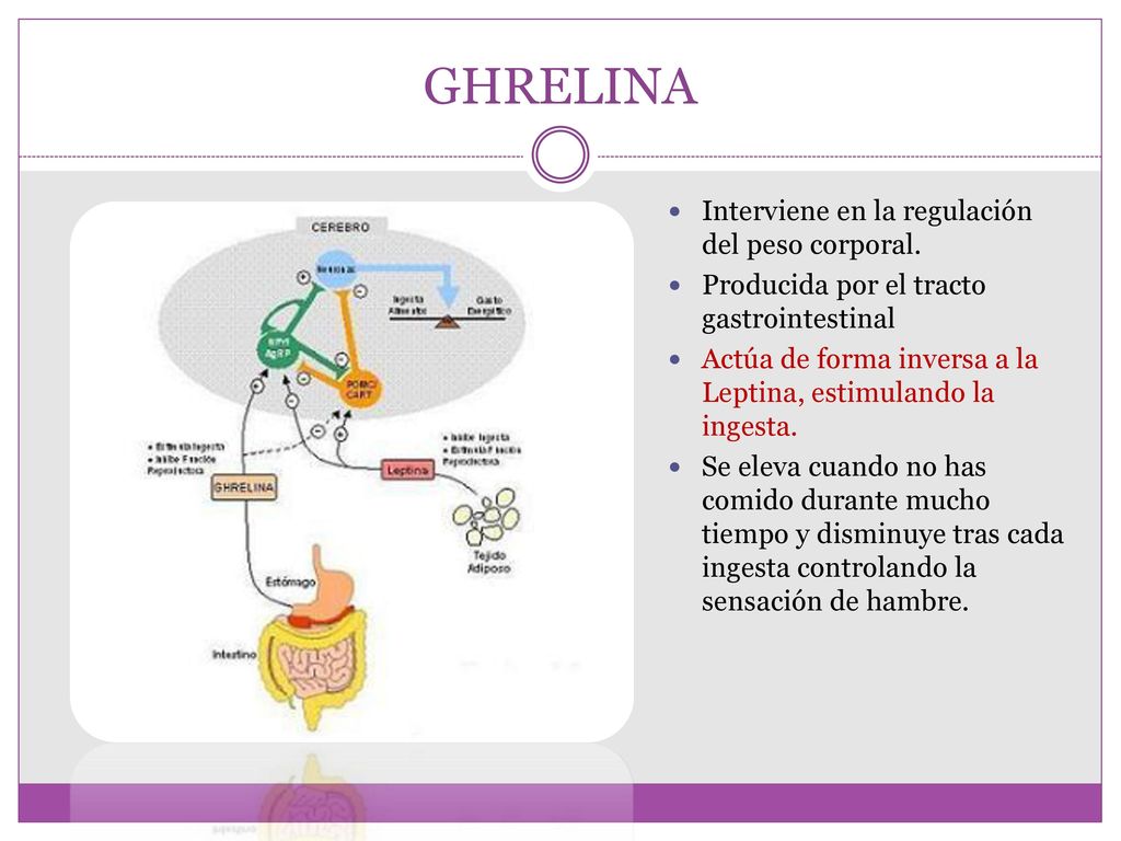 GHRELINA Interviene en la regulación del peso corporal.
