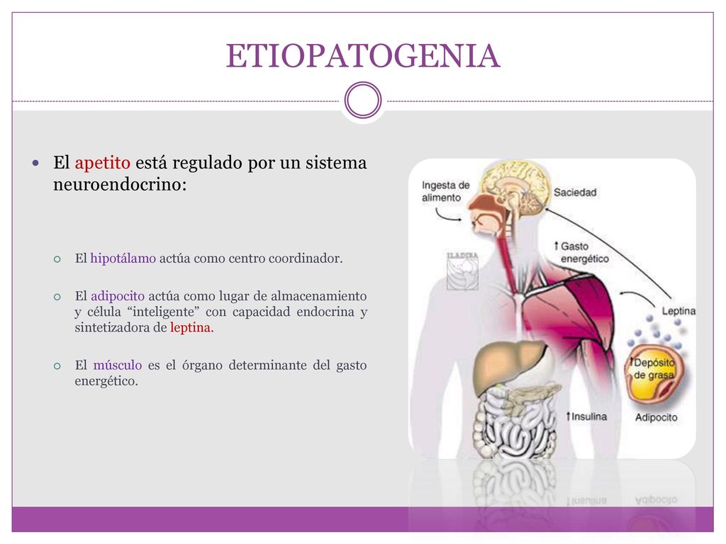 ETIOPATOGENIA El apetito está regulado por un sistema neuroendocrino: