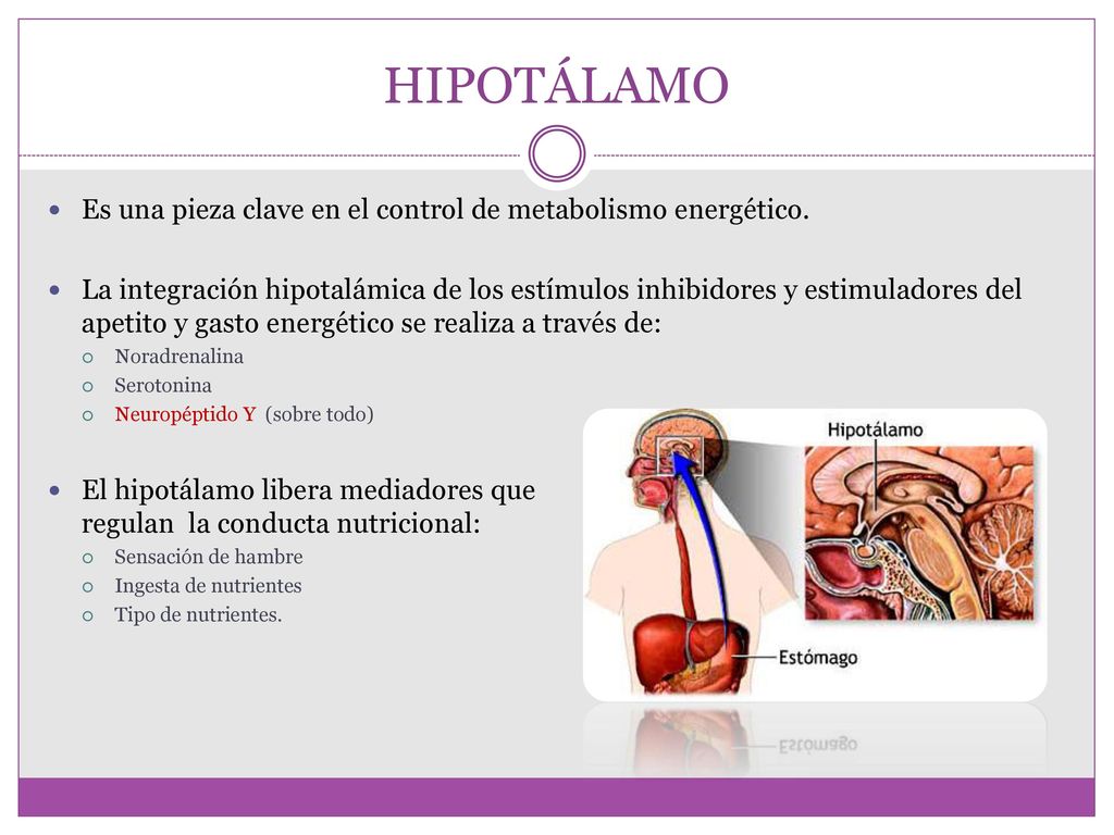 HIPOTÁLAMO Es una pieza clave en el control de metabolismo energético.