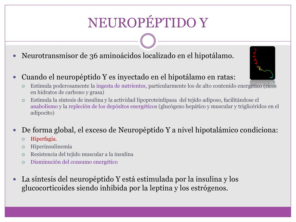 NEUROPÉPTIDO Y Neurotransmisor de 36 aminoácidos localizado en el hipotálamo. Cuando el neuropéptido Y es inyectado en el hipotálamo en ratas: