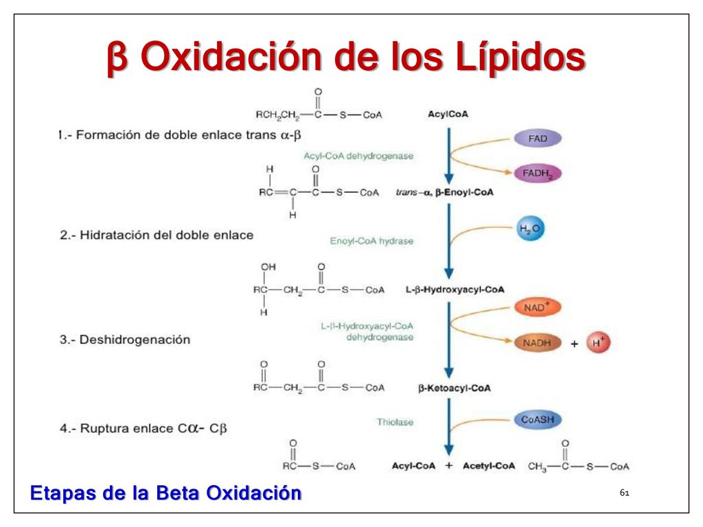 β Oxidación de los Lípidos Etapas de la Beta Oxidación